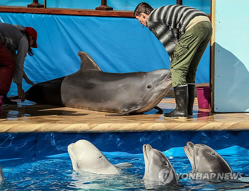 2014년 크림반도에서 군사작전에 투입되기 위한 훈련을 받는 돌고래[EPA 연합뉴스 자료사진]